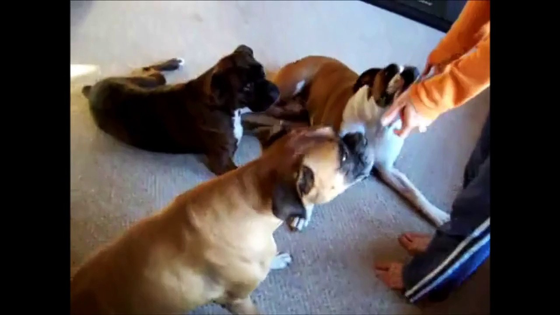 Funny Animals-Animals Playing Dead Supercute