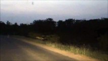 Kruger Sightings - Lionesses - 6 December 2011