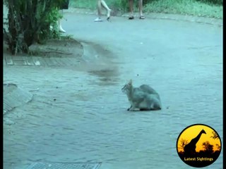 African Wild Cat Kills A Bird While Doing A Backflip - Latest Wildlife Sightings