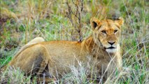 Battle At Kruger - Lions VS Rhino Over a Buffalo - Latest Sightings