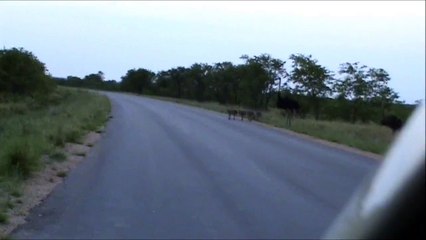 Kruger Sightings - Ostrich Family Runnin In The Road - 6 December 2011