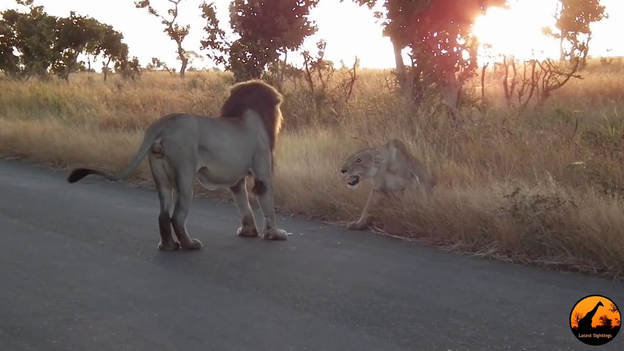 You Don't Mess With An Angry Lioness! - Latest Sightings