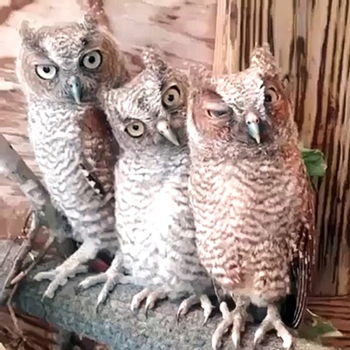 şu an ruh halim