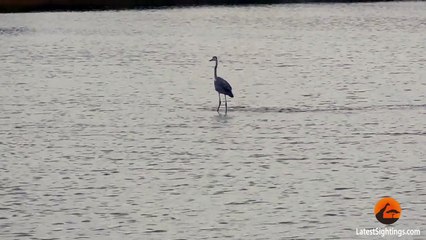 Heron Surfing Kruger Style!