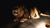 Huge Male Lion Roaring in the Night - October 2012 - Latest Sightings