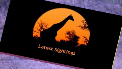 Elephant Gets Shown Who's Boss By A Buffalo - Latest Sightings