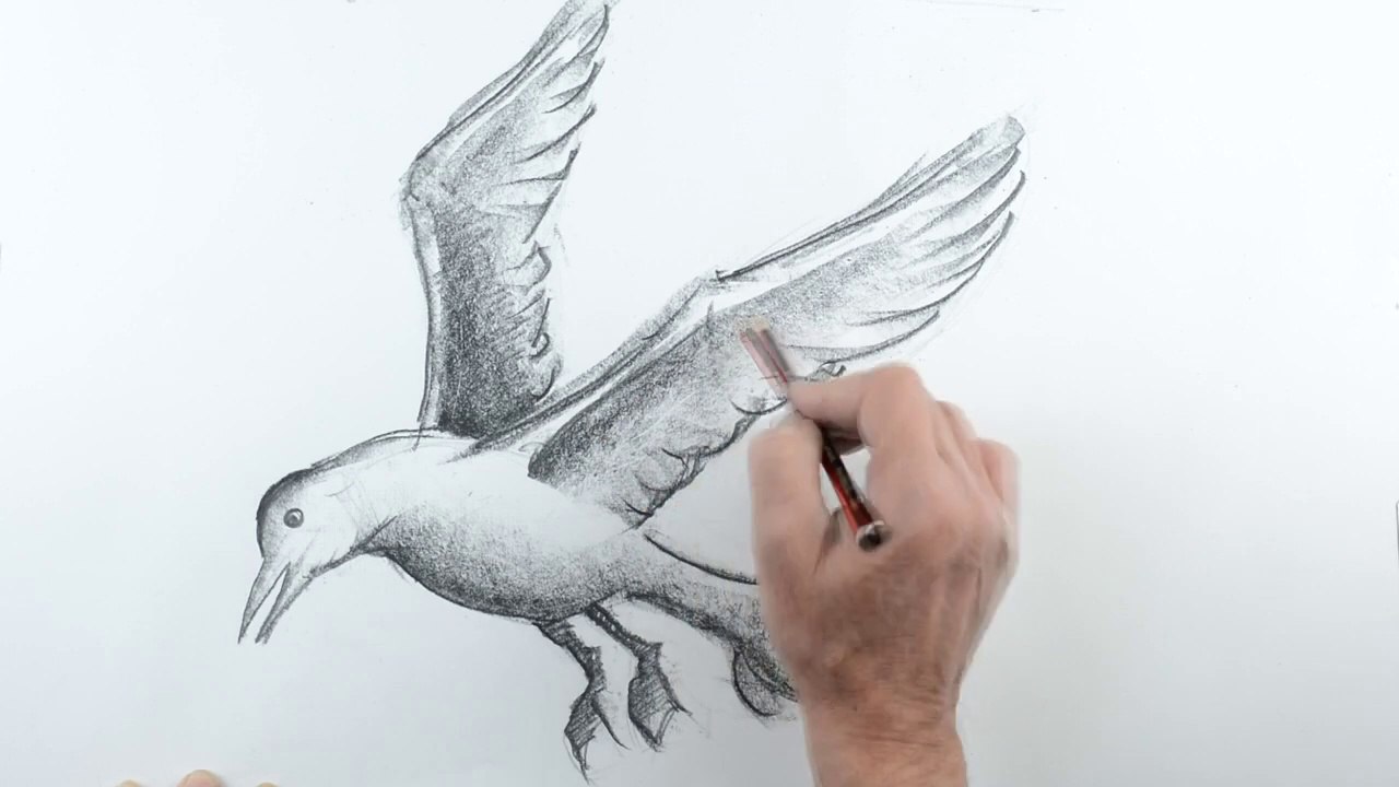 Draw a Seagull Flying 2