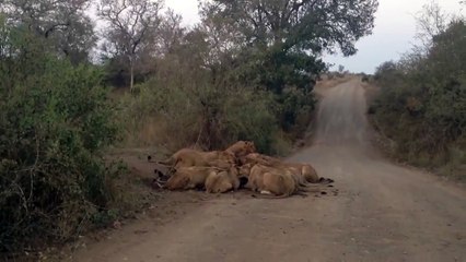 S100 Mega Pride (30  Lions) Eating a Wildebeest - 19 September 2012 - Latest Sightings