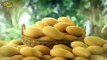 Nestle Fruita Vitals Mango TVC