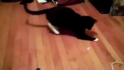 Funny Cats Video _ Cat & Laser