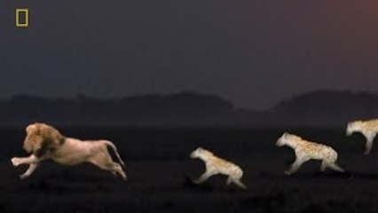 Animal Video : HYENAS HEAVEN Hyenas defeated male lion! {Animal Documentary National Geog