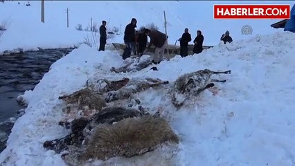 Yüksekova'da Bir Ahırın Üzerine Çığ Düşmesi Sonucu 50 Küçükbaş Hayvan Telef Oldu