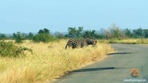 Lions Miss the Easiest Zebra Meal Ever! - Latest Wildlife Sightings