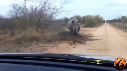 Rhino Charges and Attacks A Car - Latest Sightings