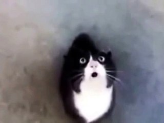 Funny Moment By Funny Talking Cats   | best movies this week