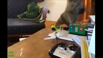 Funny Moments _ Funny New Cats Video  | best movies this week