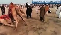 Battle Between Two Camels