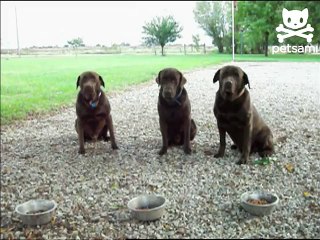 Dogs That Say Grace Before Eating