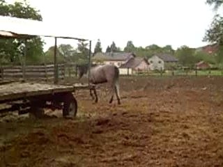 Les chevaux entrains de faire les fous