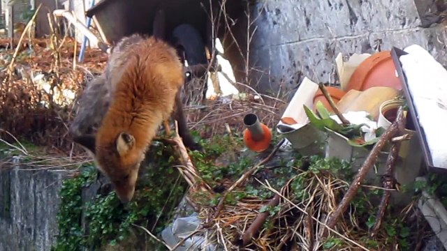 Renard à Auvelais rue radache