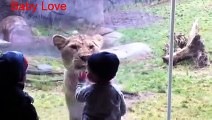 Animals Try To Attack Kids at the zoo -