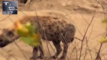 #Lion vs Rhino vs Hyenas vs Wildebeest #Löwen gegen Nashorn gegen Hyänen gegen Gnu