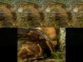 python swallows an entire WILDEBEEST