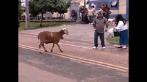 Kızgın keçilerin İnsanlara Saldırısı
