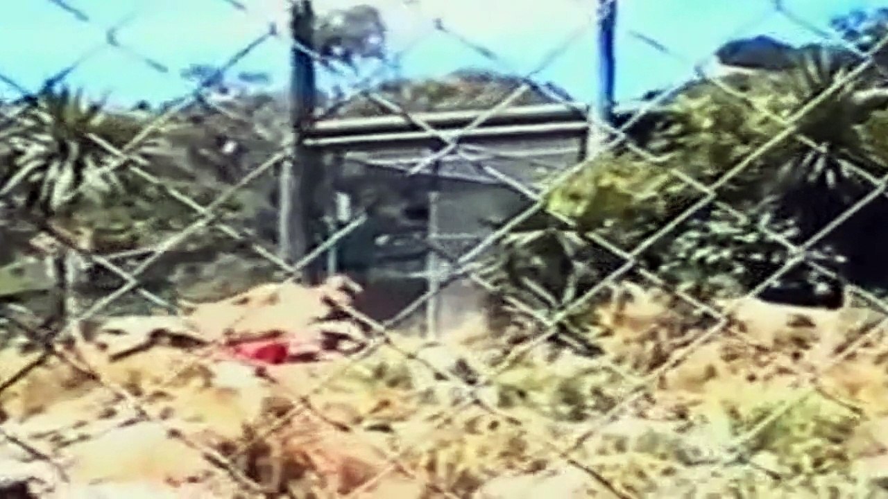 Animal Attacks Compilation 14