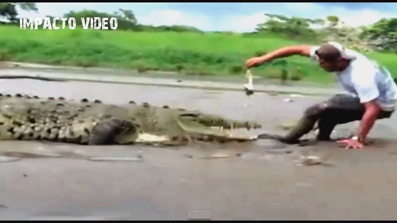 Animal Attacks Compilation 17