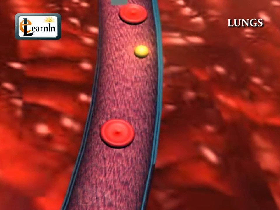HUMAN LUNGS