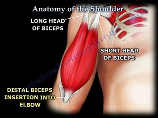 Anatomy of the Shoulder - Everything You Need To Know - Dr. Nabil Ebraheim