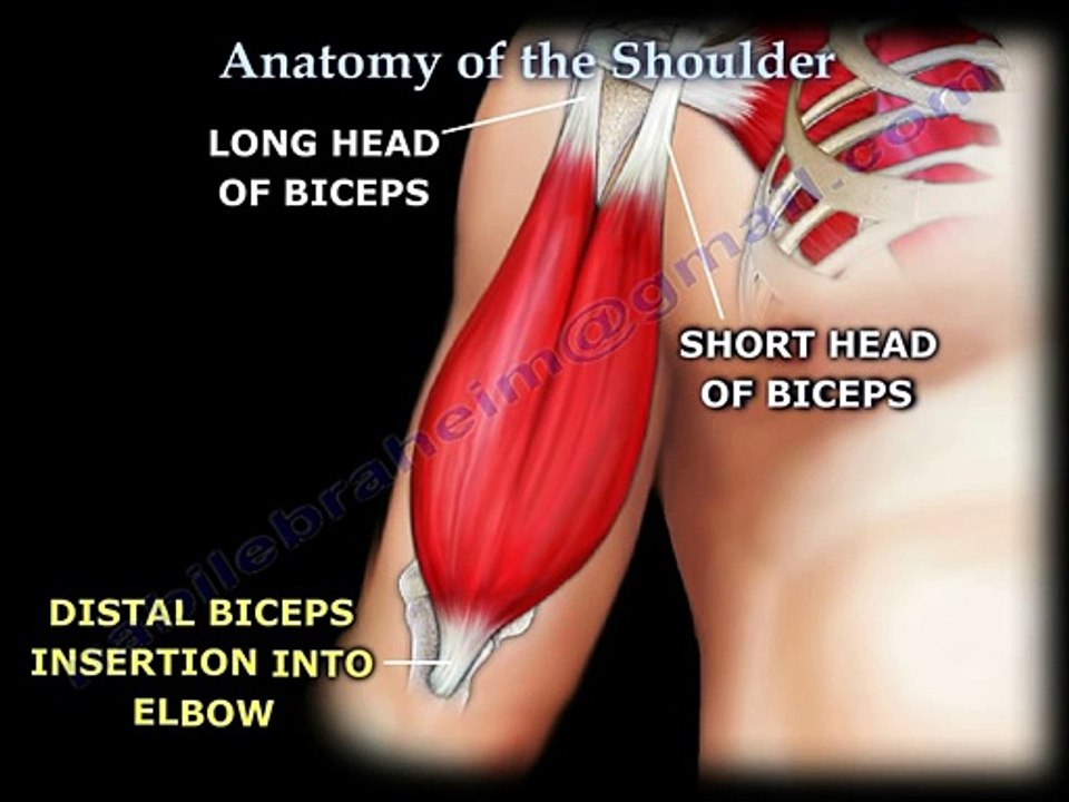 Anatomy of the Shoulder - Everything You Need To Know - Dr. Nabil Ebraheim