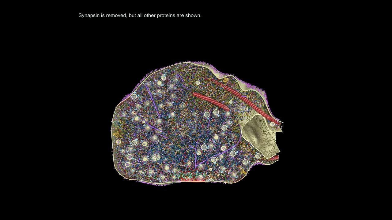 3-D Animation of a Synapse (1)