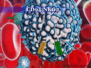 Immune System - Natural Killer Cell - Part 2