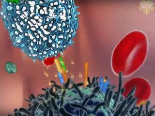 Immune System - Natural Killer Cell - Part 3