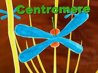 mitosis 3d animation Phases of mitosiscell division