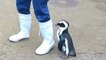 Los pingüinos de Un Lindo Y Divertido Pingüino Videos de Compilación || HD NUEVO