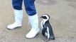 Los pingüinos de Un Lindo Y Divertido Pingüino Videos de Compilación || HD 2022-2023