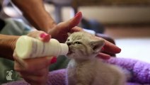 Kittens Being Bottle Fed - Super Cute Compilation || AHF