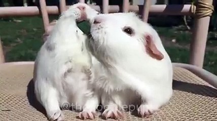 Dünyanın EN SEViMLi çifti