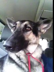 When This Dog Hears Her Favorite Song She Does Something Her Human Just HAD To Catch On Video!