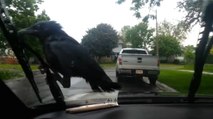 Crow Riding Windshield Wipers