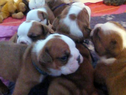 les chiots de ginette beauté du square du p'tit quinquin 3 semaines