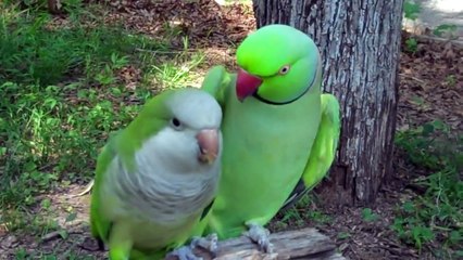 This Bird Flirts With His Lady. But When He Leans In and Says THIS? OMG!