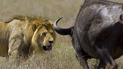 Wildebeest Fights Back against Lions