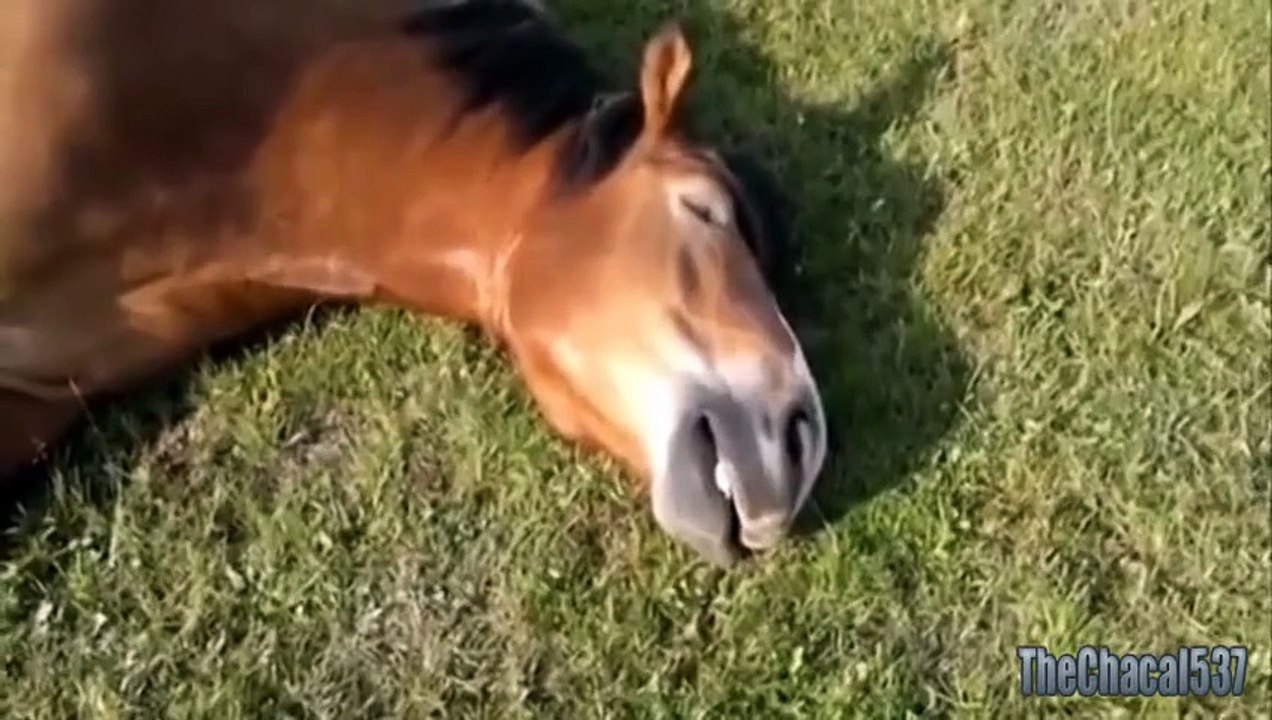 Top 10 Funny Horse Videos Compilation 2014 [NEW]
