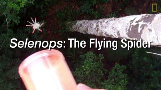 Flying Spiders- See Them in Action
