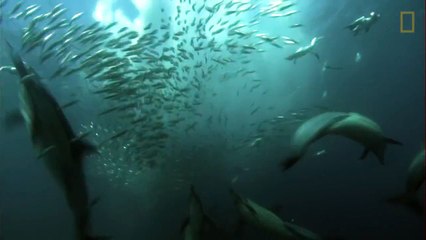 Giant Predator Swarm Attacks Fish