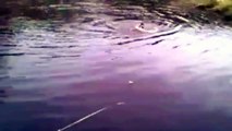 Dog rescues drowning cat